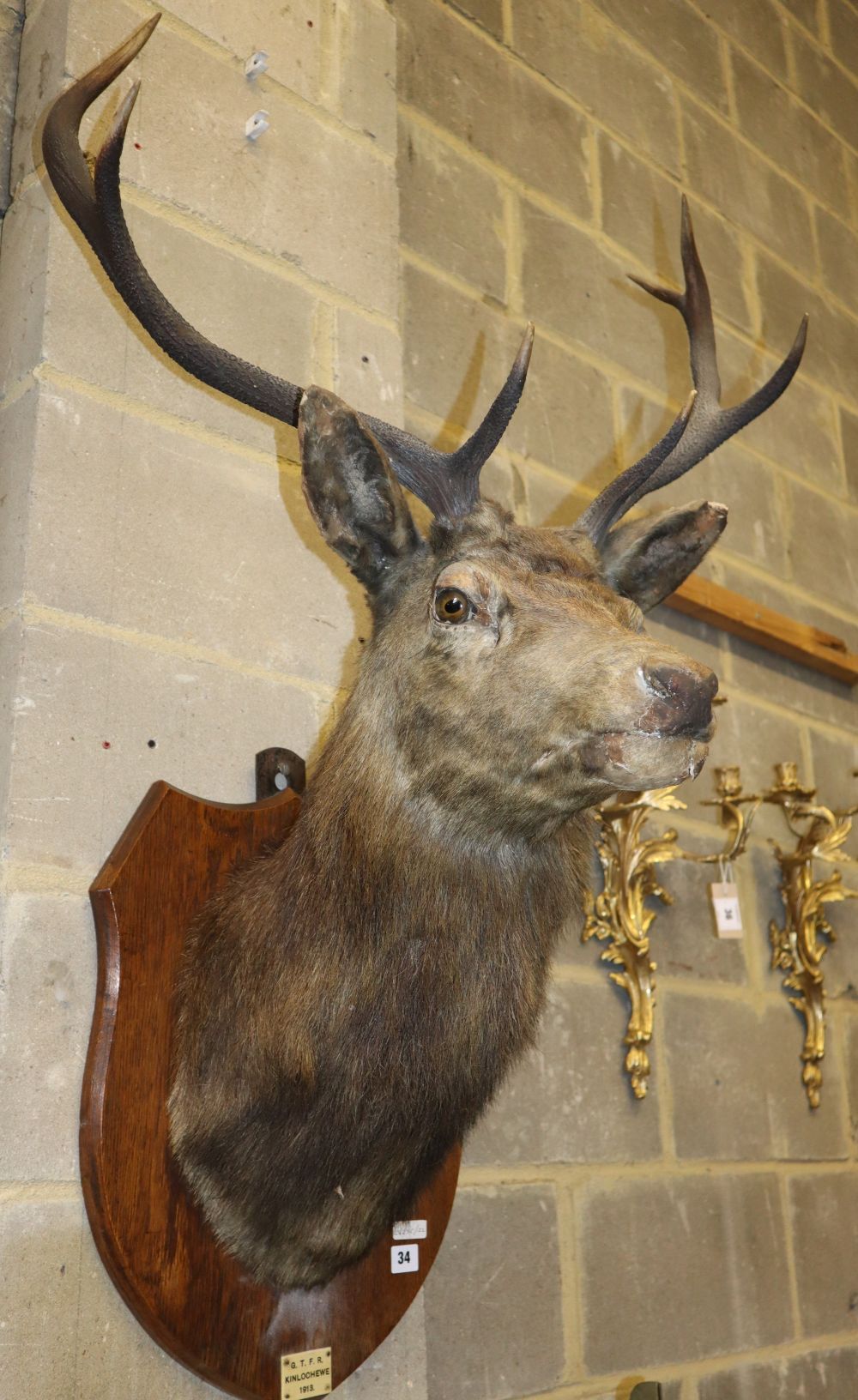 An early 20th century taxidermic stag head wall trophy, bears plaque Kinlochewe, dated 1913, H.110cm